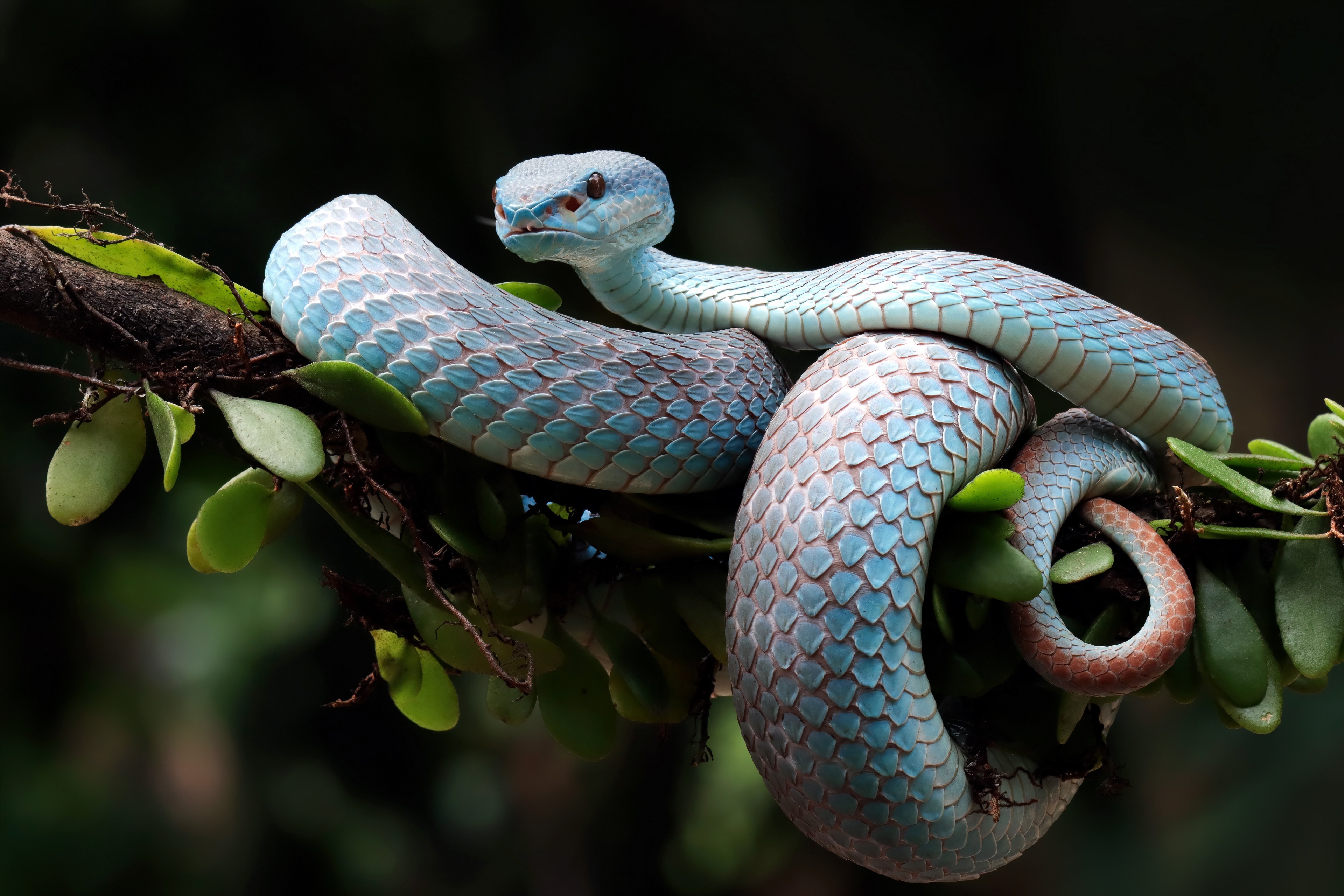 Free download Snake Reptile Nature Branch Depth of Field Animals Computer Wallpaper 4K Wallpaper, Wallpaper(s)