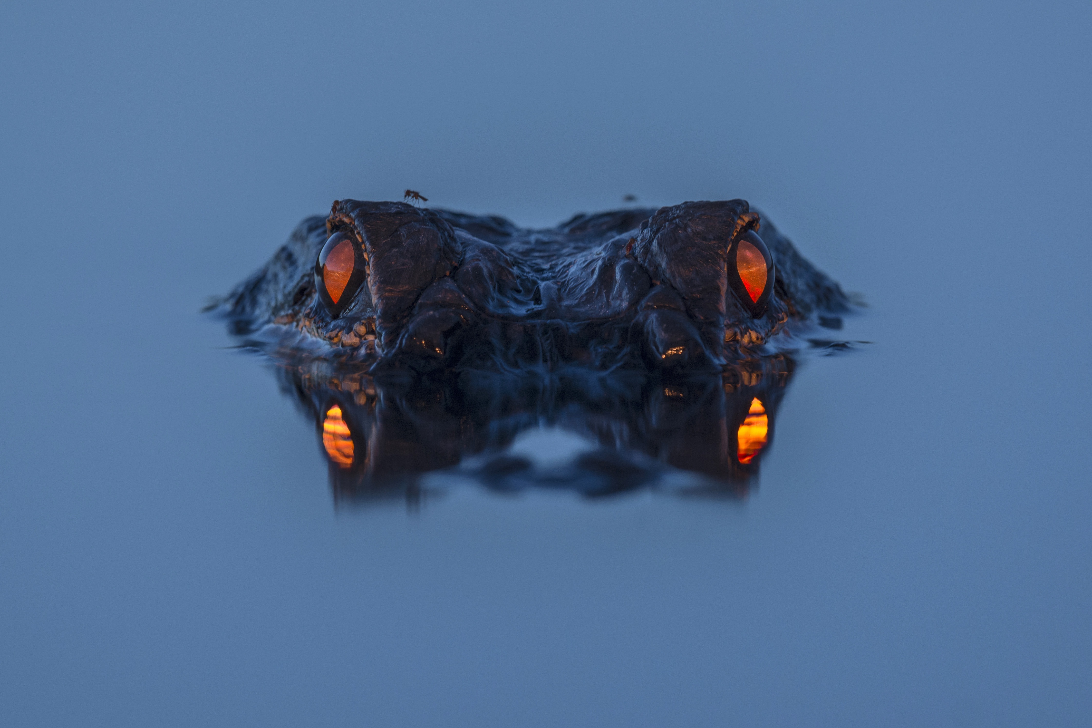 Free download Animals Water Crocodile Animal Eyes Reptile Simple Background Nature 4K Wallpaper, Wallpaper(s)