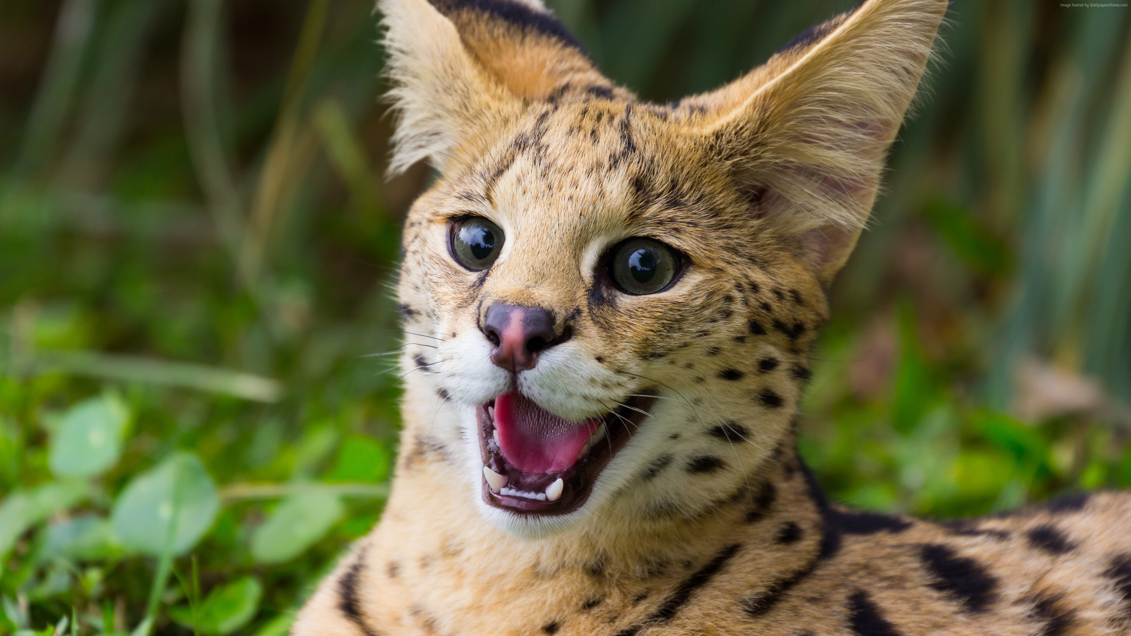 Free download Cats, animals, mammals, cute pets, healing, nature, computer wallpaper, 4K wallpaper, Wallpaper(s) website provided.