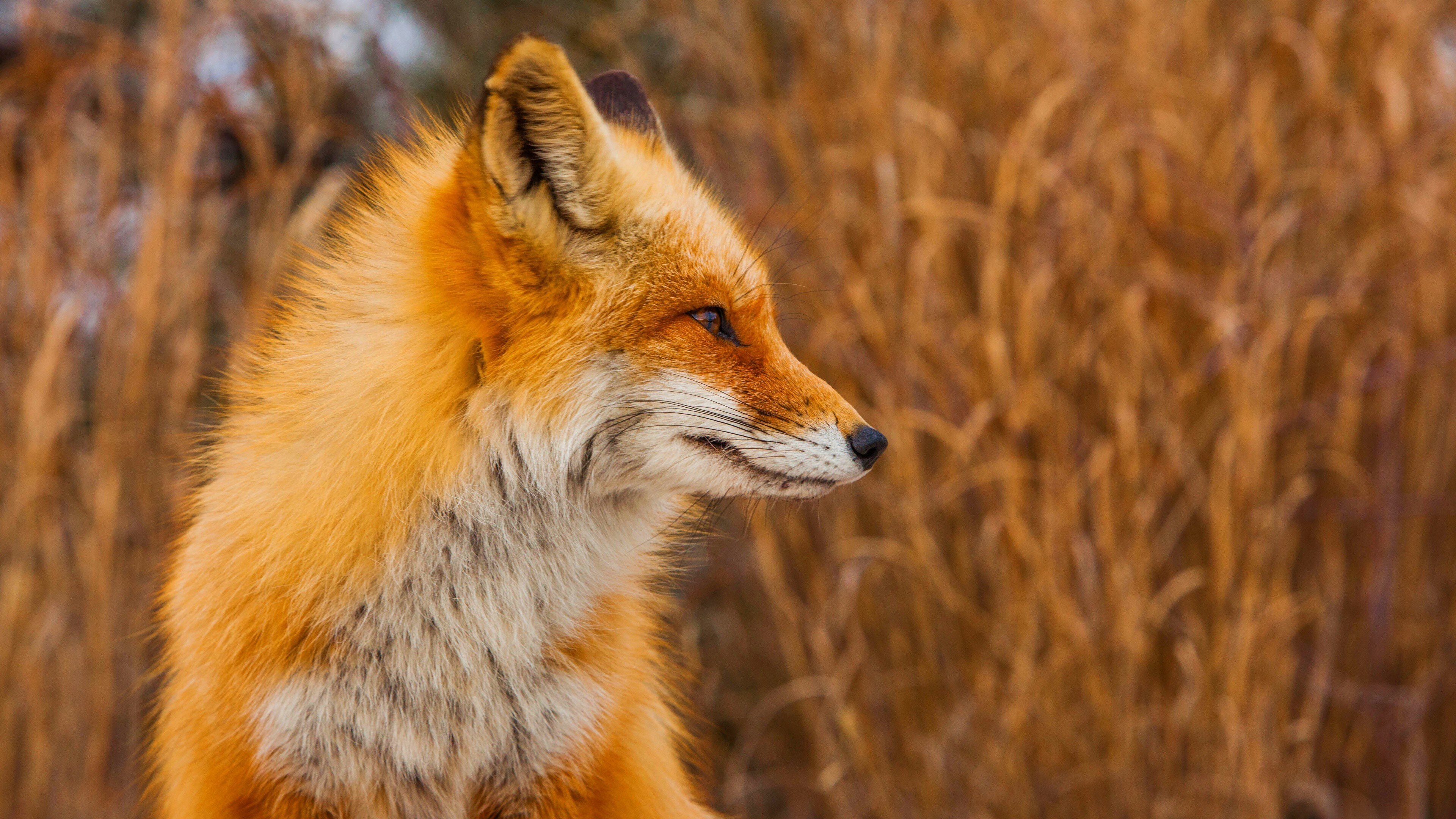Free download Animals Outdoor Animals Fox Plant Yellow Computer Wallpaper 4K Wallpaper, Wallpaper(s)