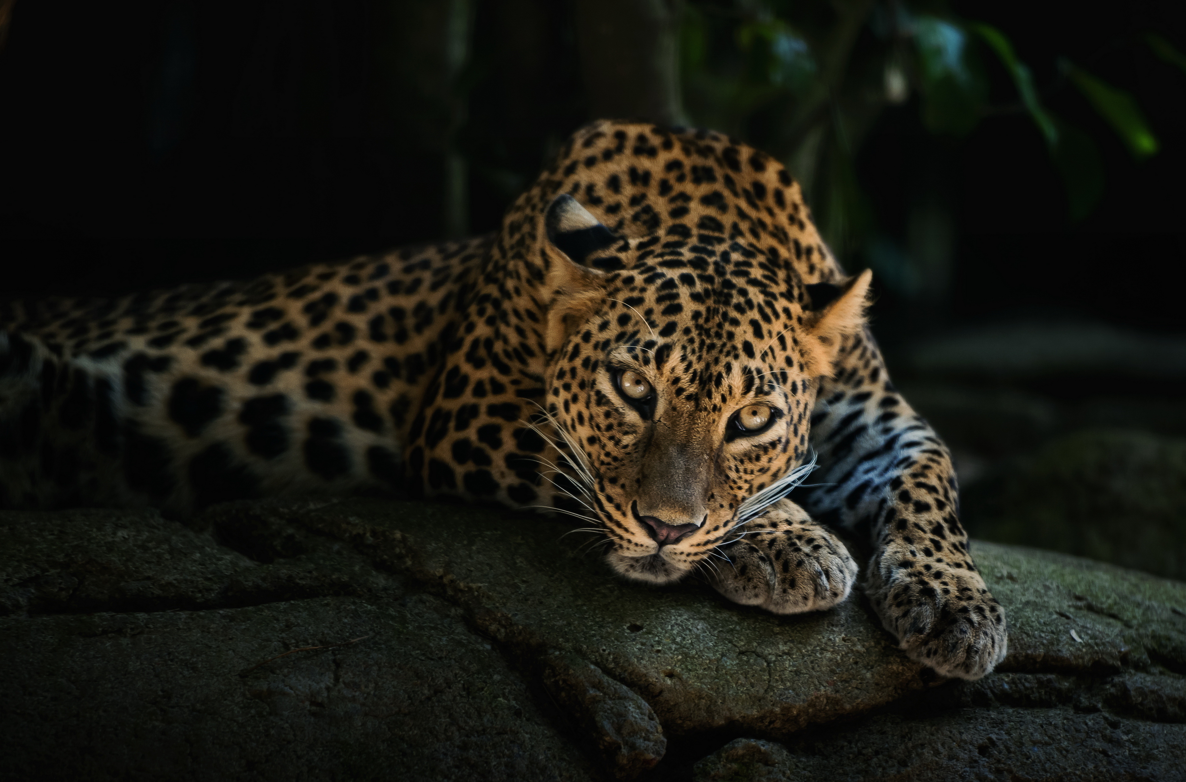 Free download Animal Leopard Computer Wallpaper 4K Wallpaper, Wallpaper(s) website provided.