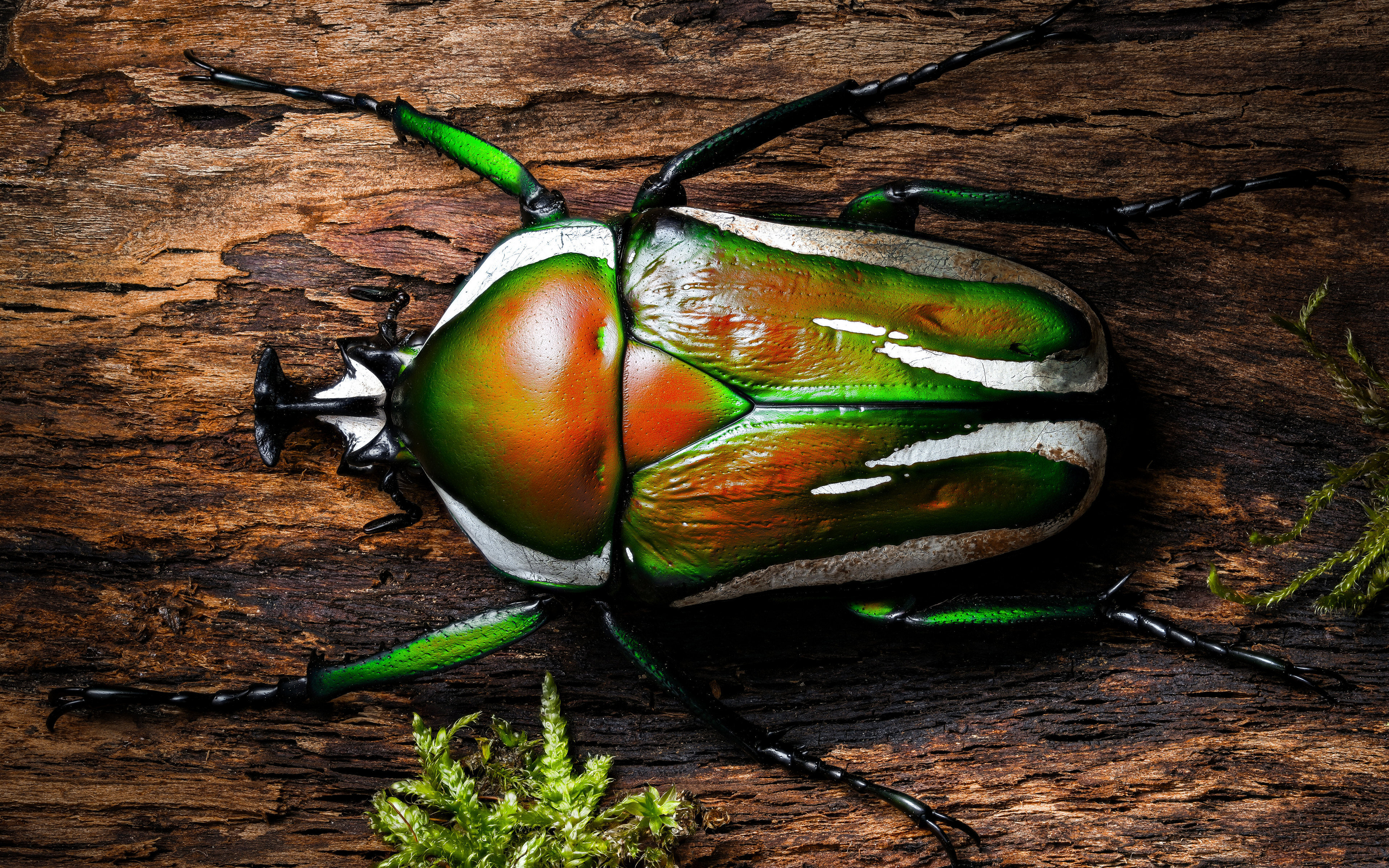 Free download beetle macro insect moss branch nature close-up minimalism wood simple background computer wallpaper 4K wallpaper, Wallpaper(s) website provided.