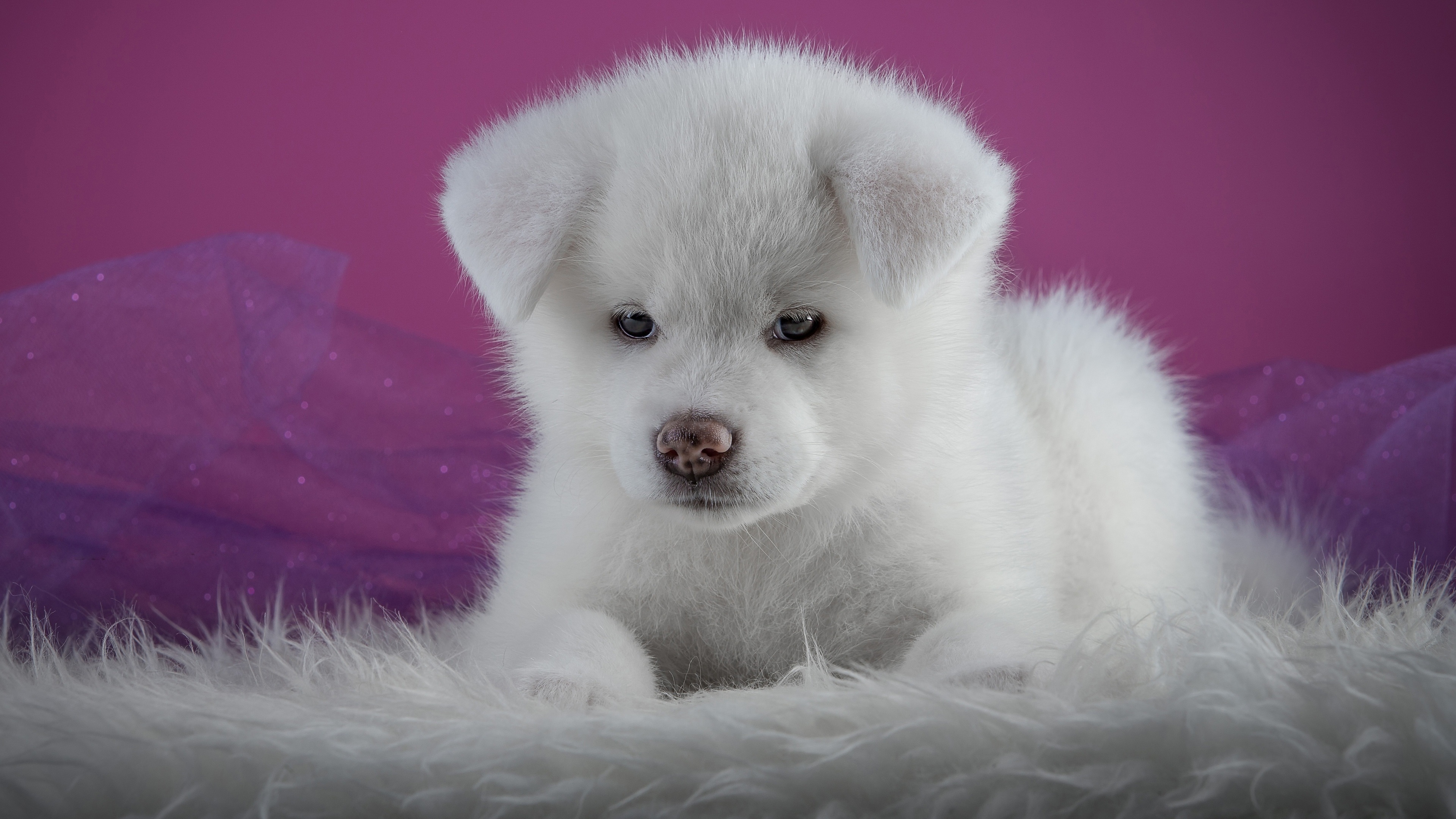 Free download Akita White Dog Puppy Animal Computer Wallpaper 4K Wallpaper, Wallpaper(s) website provided.