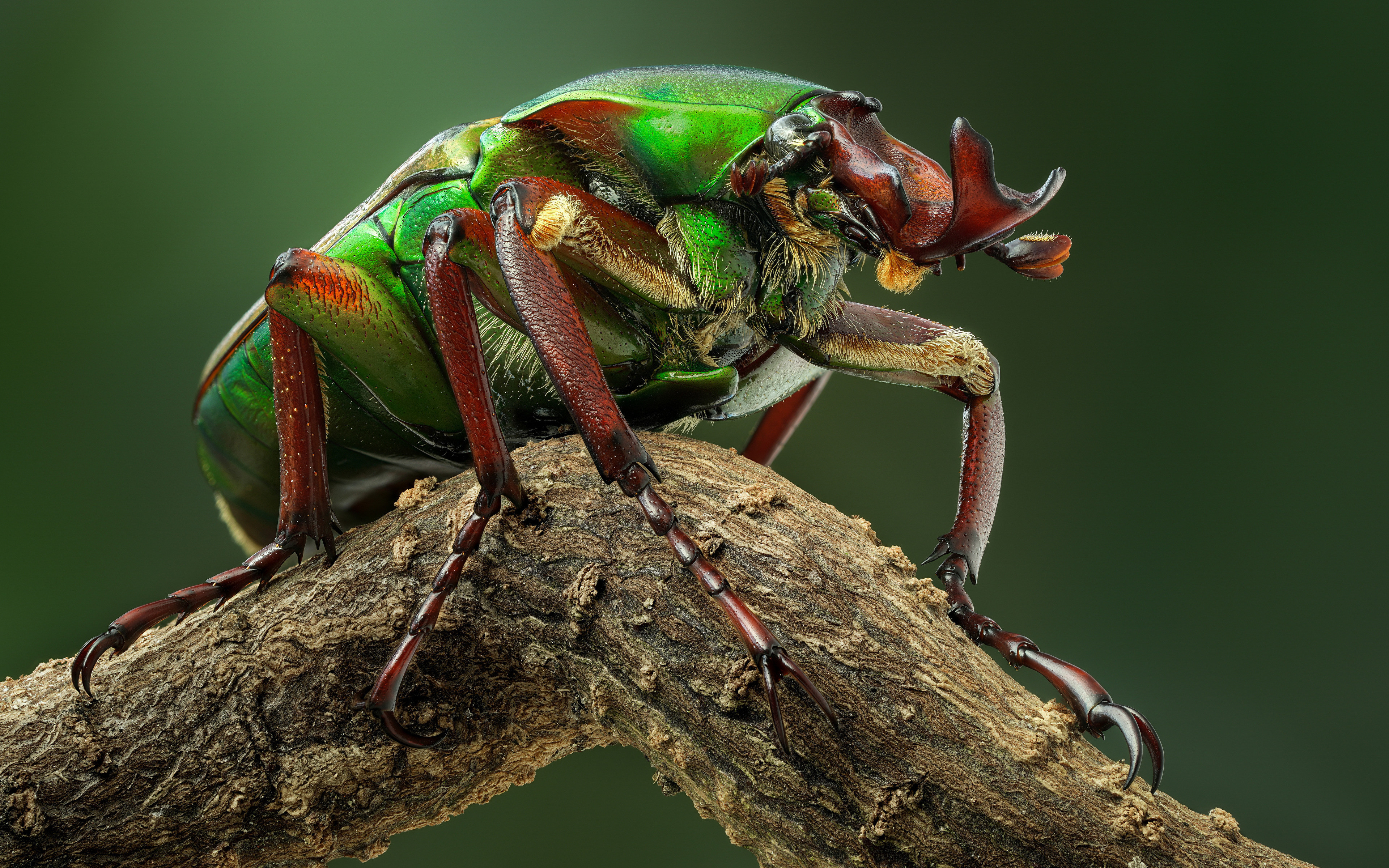 Free download beetle branch insect nature minimalism closeup simple background computer wallpaper 4K wallpaper, Wallpaper(s) website provided.