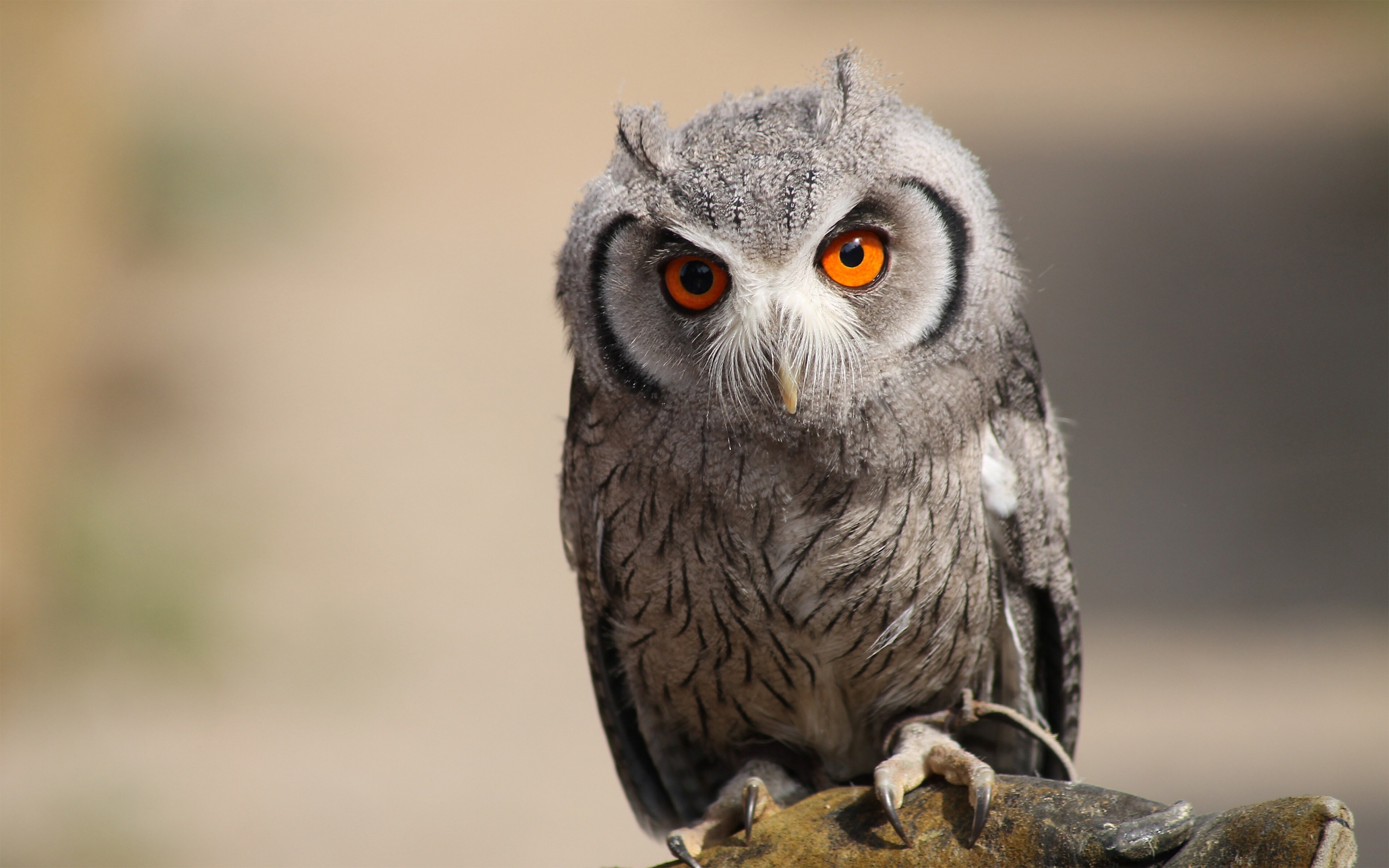 Free download Animal Owl Bird Nature Computer Wallpaper 4K Wallpaper, Wallpaper(s) website provided.