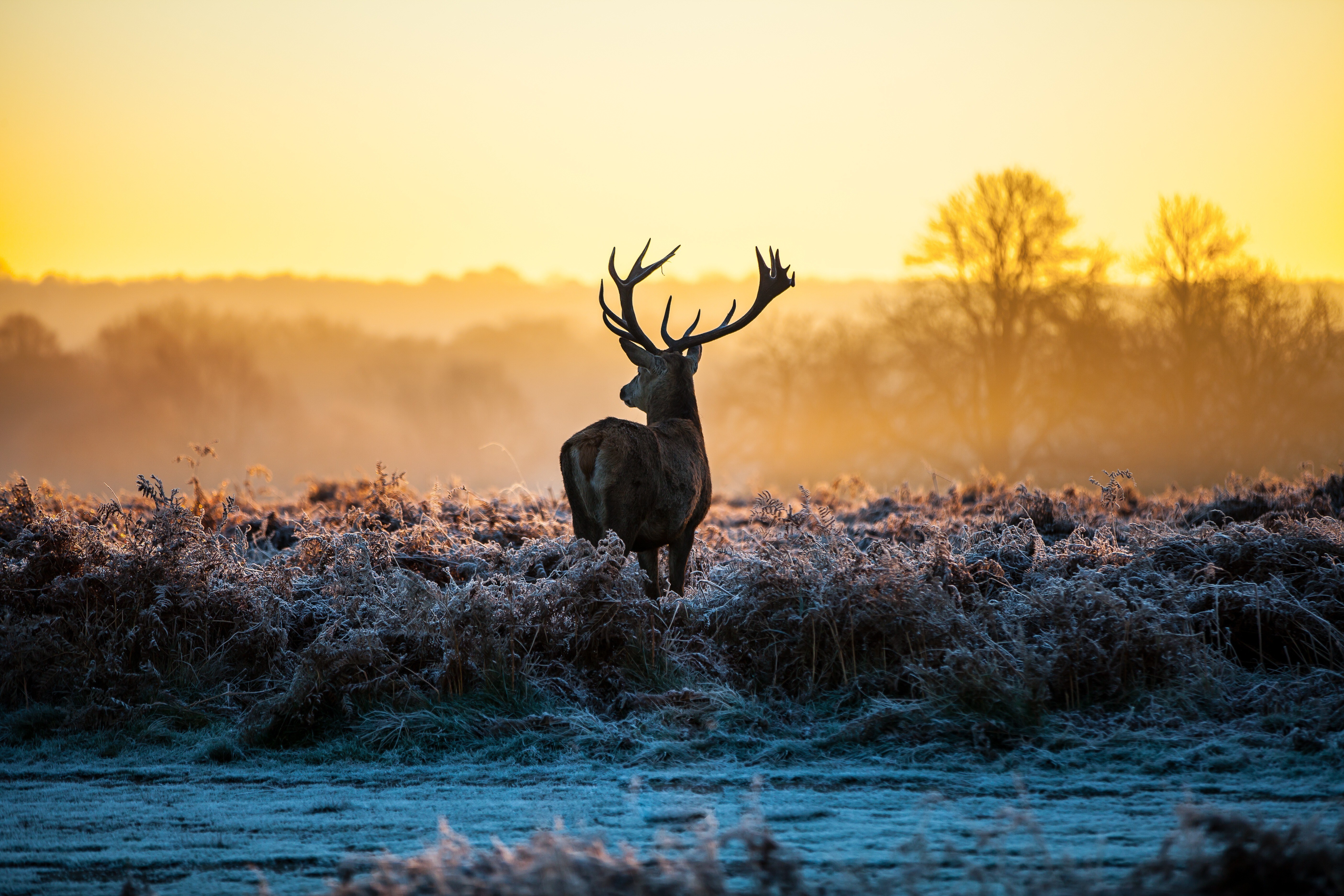 Free download Deer Bucks Animals Nature Landscape Frost Antlers 4K Wallpaper, Wallpaper(s)