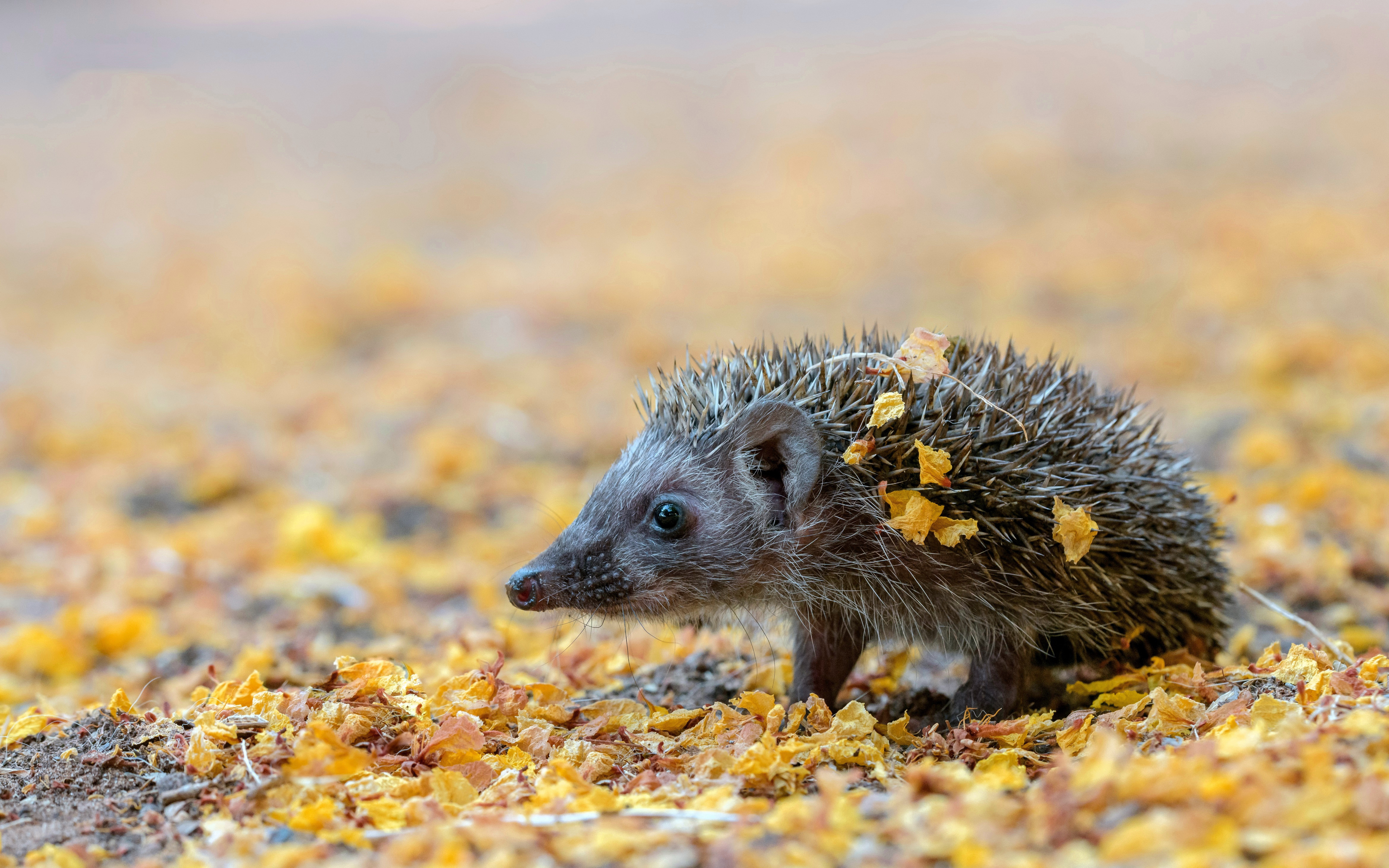Free download animal hedgehog nature outdoor blur leaves fallen leaves close-up computer wallpaper 4K wallpaper, Wallpaper(s)