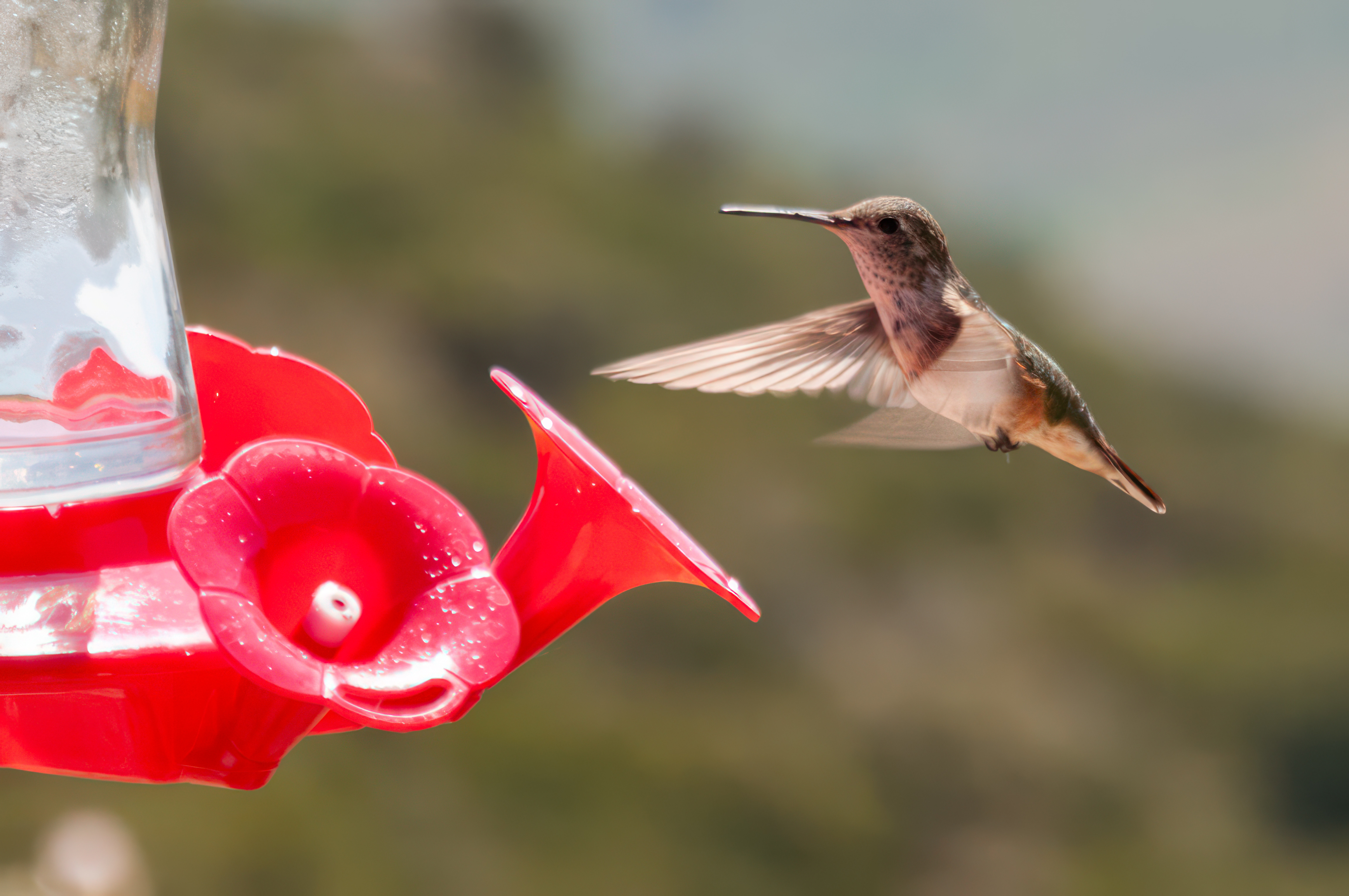 Free download nature hummingbird bird animal blur flying wings closeup computer wallpaper 4K wallpaper, Wallpaper(s)