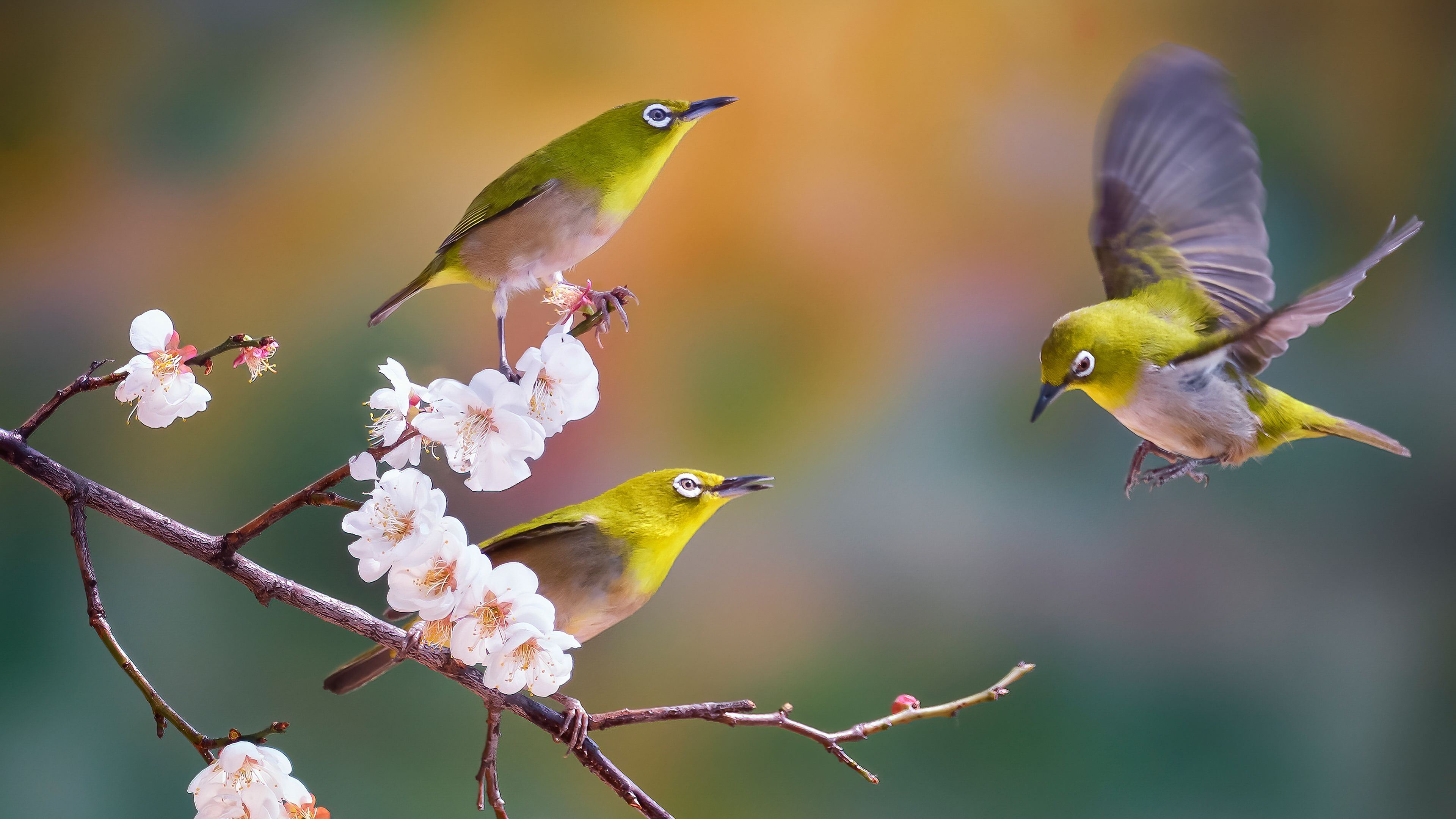 Free download Nature Photography Birds Flowers Computer Wallpaper 4K Wallpaper, Wallpaper(s) website provided.