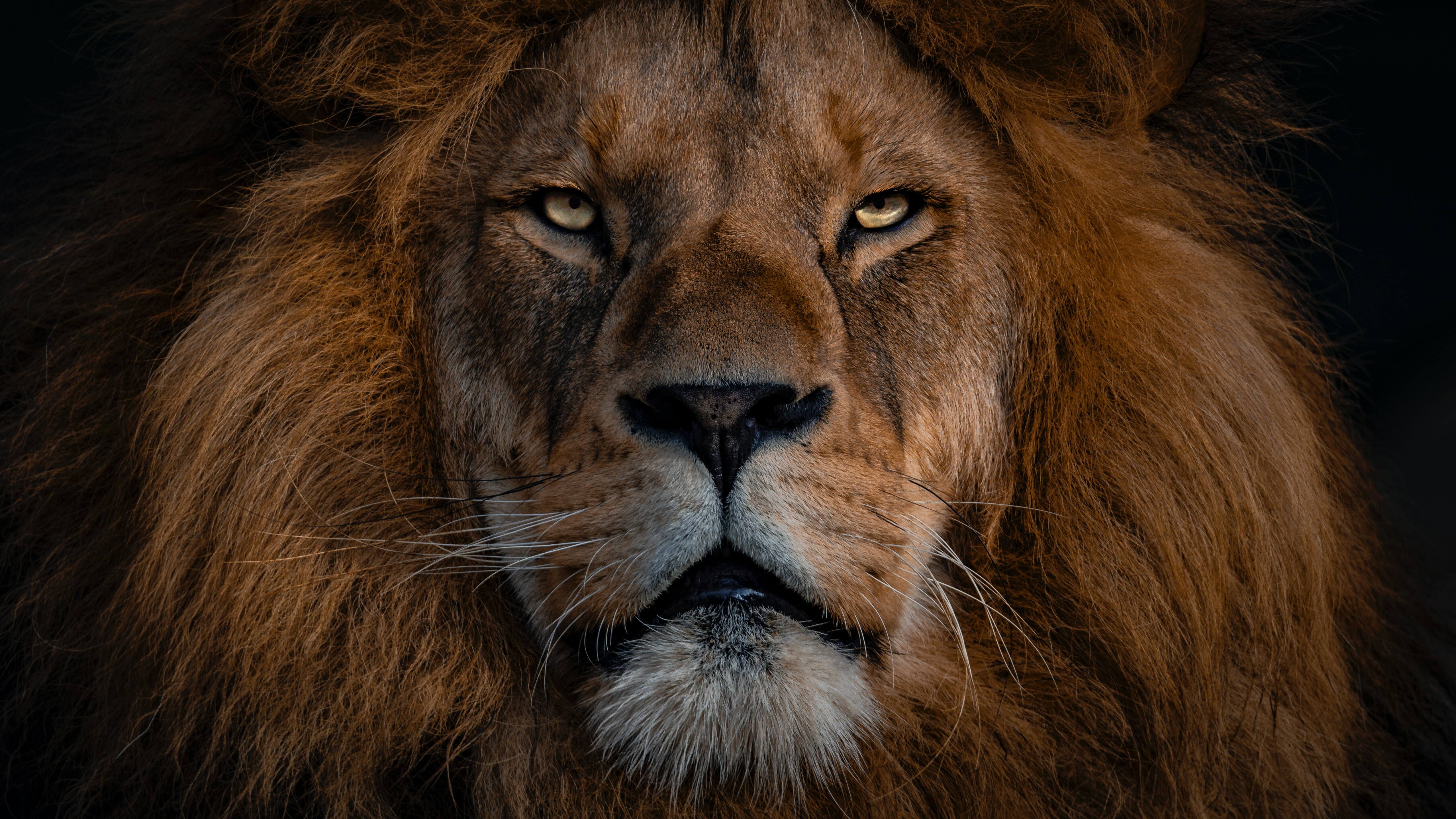Free download Animal Large Feline Animal Feline Mammal Nature Lion Lion Lion Head 4K Wallpaper, Wallpaper(s)