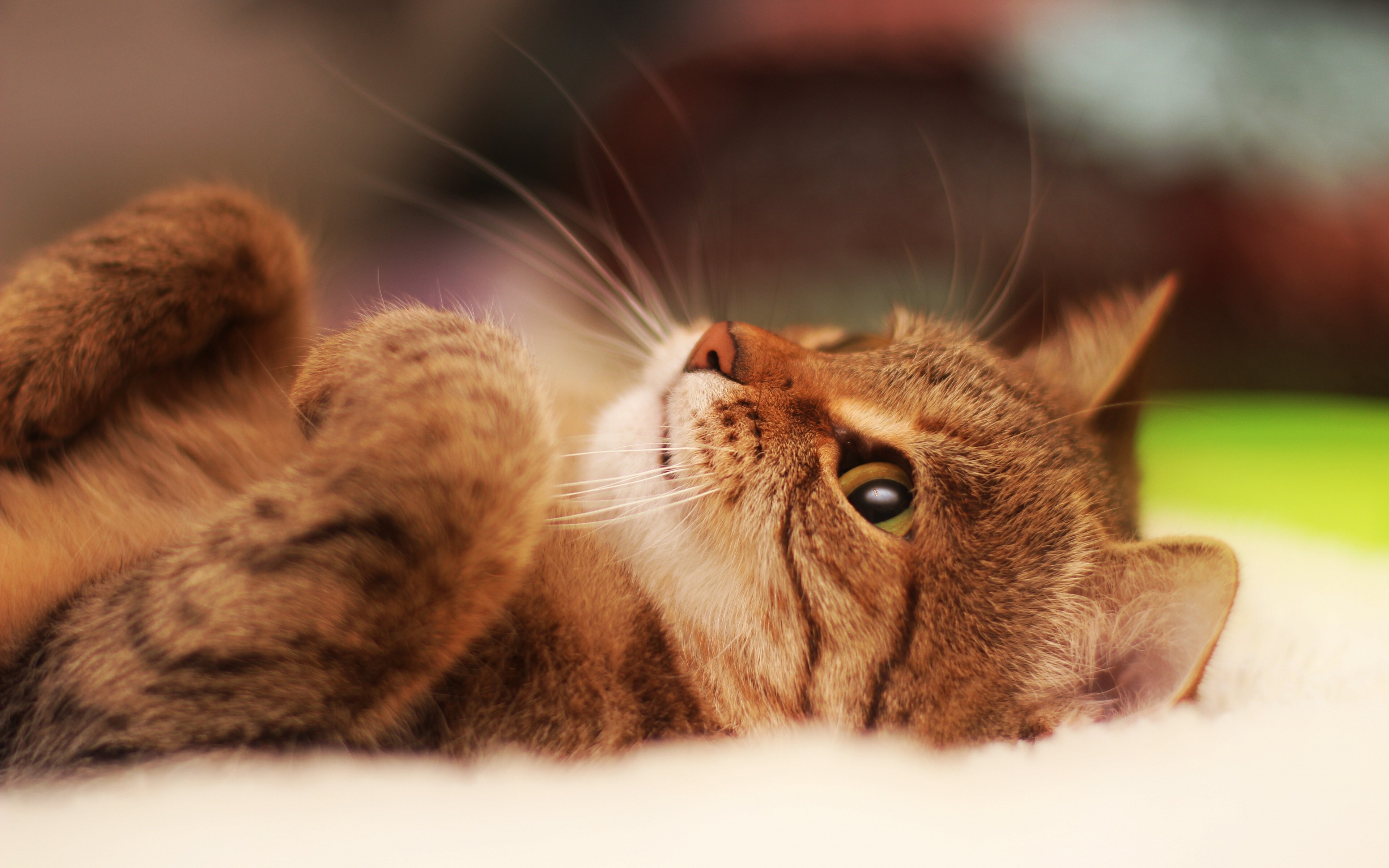 Free download Cats Animals Closeup Cute Healing Computer Wallpaper 4K Wallpaper, Wallpaper(s) website provided.
