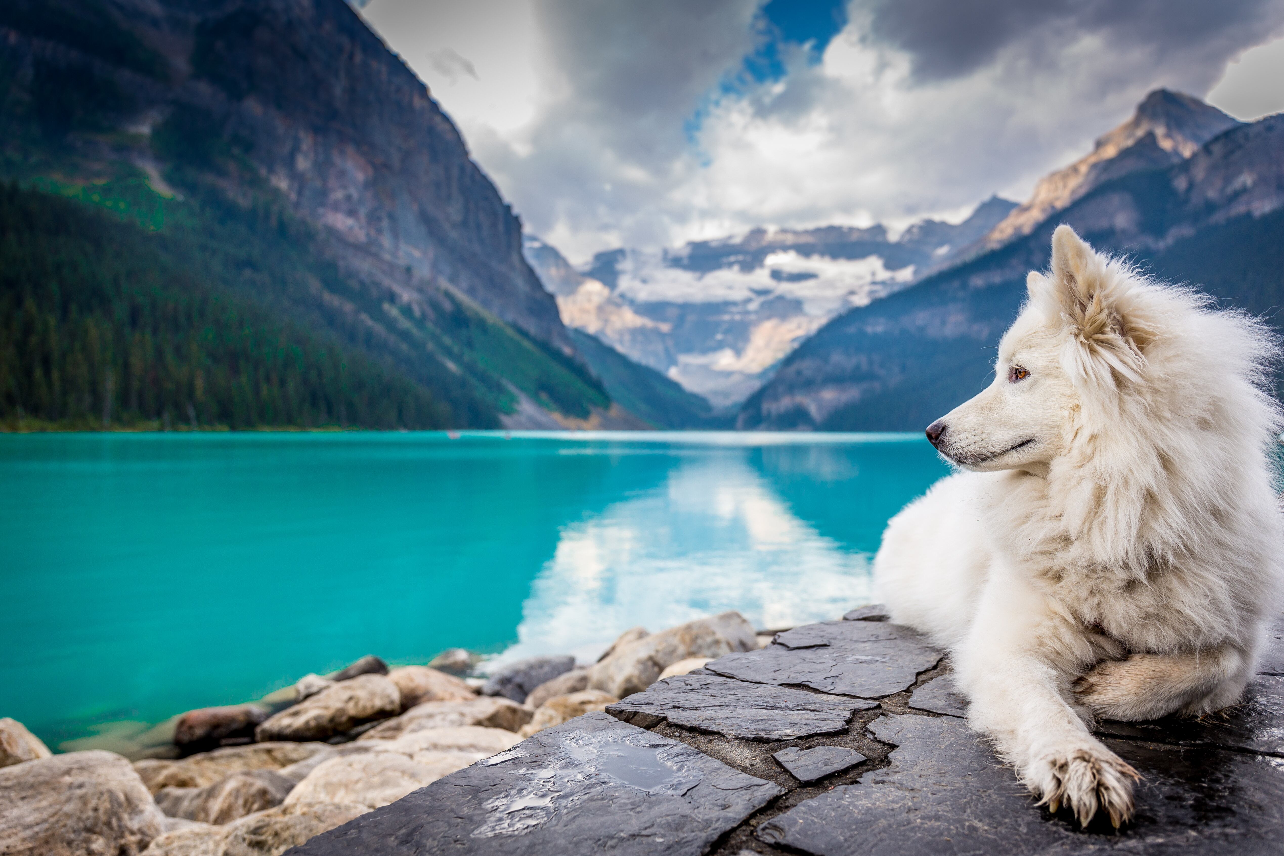 Free download Dog Valley Water Lake Mountain Fox Wolf Computer Wallpaper 4K Wallpaper, Wallpaper(s) website provided.