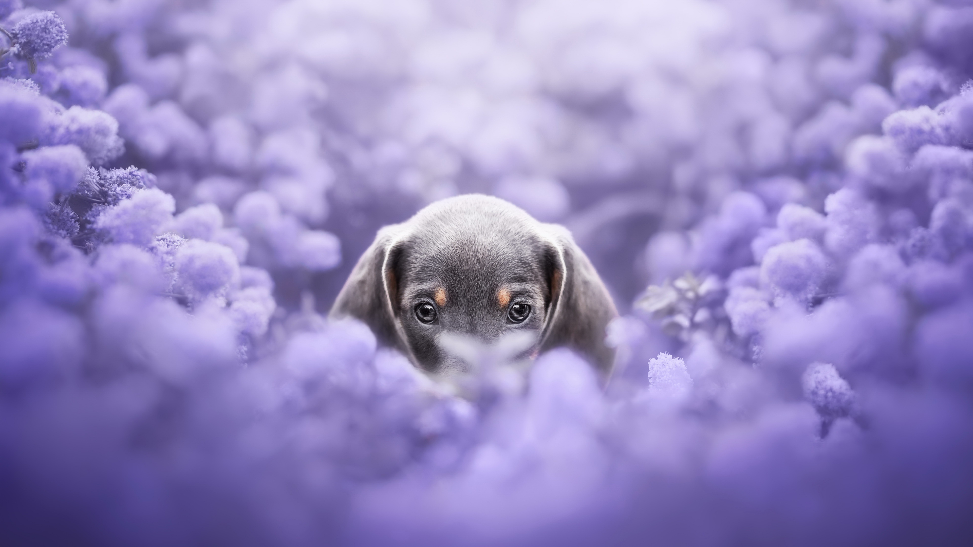 Free download Dog Flower Plant Animal Purple Computer Wallpaper 4K Wallpaper, Wallpaper(s) website provided.