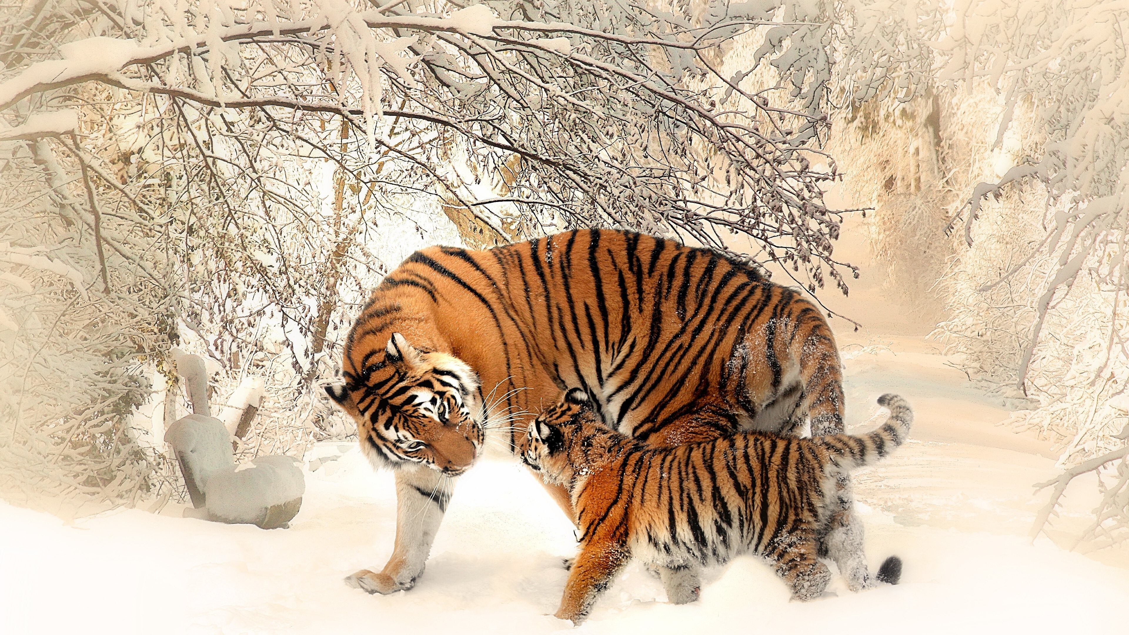 Free download Animals Nature Tiger Cub Winter Snow Wildlife Photography Cat Mammal Big Cat 4K Wallpaper, Wallpaper(s)