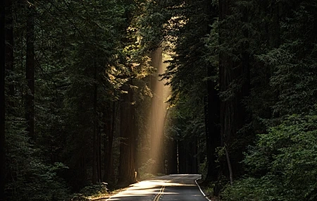 Free download Trees Road Nature Sunshine Sunlight 4K Wallpaper, Wallpaper(s) website provided.