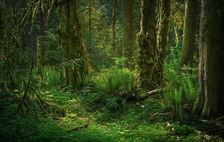 Free download Nature Green Landscape Forest Plant Trees Leaves 4K Wallpaper, Wallpaper(s) website provided.