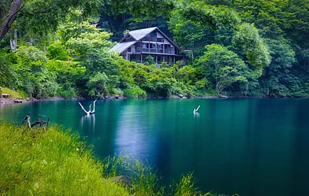 Free download nature landscape trees plants river wood water lake ruin abandoned forest leaves 4K wallpaper, Wallpaper(s) website provided.