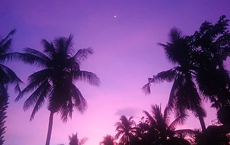 Free download Colored purple background purple palm tree shadow sunlight crescent moon 4K wallpaper, Wallpaper(s) website provided.