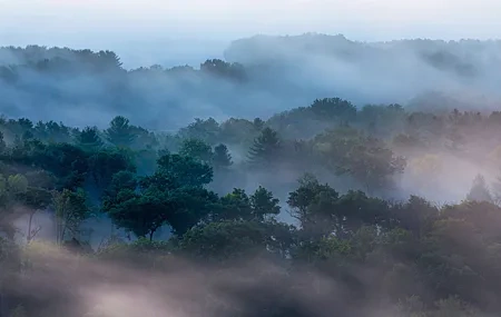 Free download Landscape nature trees fog forest morning leaves 4K wallpaper, Wallpaper(s) website provided.