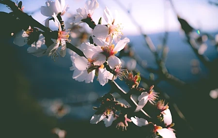 Free download Spring Trees Flowers Nature Closeup Bloom 4K Wallpaper, Wallpaper(s) website provided.