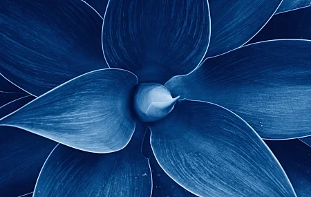 Free download blue leaves abstract plant nature succulent spike close-up lens dew macro tropical 4K wallpaper, Wallpaper(s) website provided.