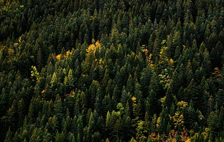 Free download Nature Trees Forest Pines 4K Wallpaper, Wallpaper(s) website provided.