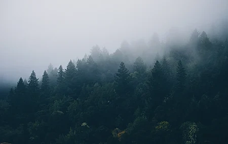 Free download Forest mist spruce nature trees landscape 4K wallpaper, Wallpaper(s) website provided.