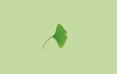 Free download Leaves Plants Simple Background Green Background Ginkgo Minimalism Green 4K Wallpaper, Wallpaper(s) website provided.