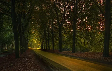 Free download nature trees road asphalt leaves sidewalk deciduous forest trees tunnel 4K wallpaper, Wallpaper(s) website provided.