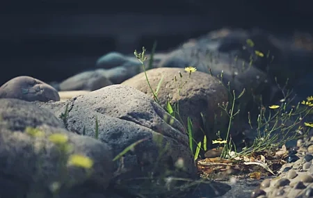 Free download Plants Rocks Flowers Yellow Flowers Nature Outdoor 4K Wallpaper, Wallpaper(s) website provided.
