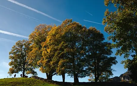 Free download walking nature landscape trees autumn leaves green yellow blue sky cloud landscape park forest 4K wallpaper, Wallpaper(s) website provided.