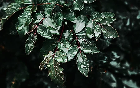 Free download Leaves Nature Water Drops Dark Green Closeup 4K Wallpaper, Wallpaper(s) website provided.