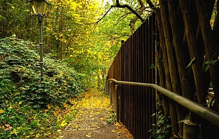 Free download Autumn trees landscape nature green yellow wood light forest outdoor leaves nature light path branches plants season 8K wallpaper, Wallpaper(s) website provided.