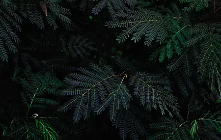 Free download Nature Plant Branch Photography 4K Wallpaper, Wallpaper(s) website provided.