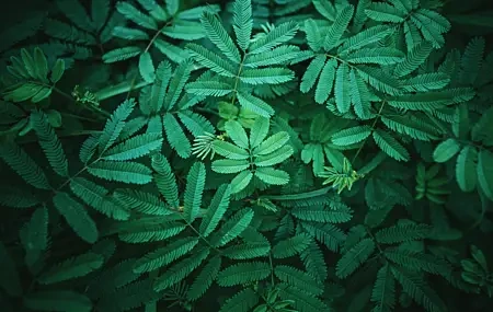 Free download Plant Green Leaf 4K Wallpaper, Wallpaper(s) website provided.