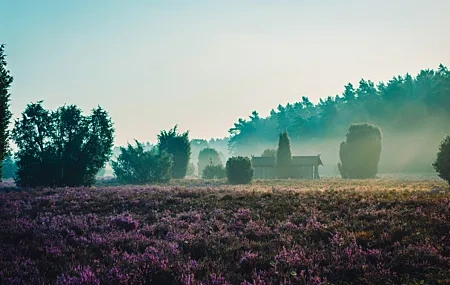 Free download Nature Landscape Trees Hut Sky Mist Meadow Plants Forest Dew Drops Sunrise Lavender 4K Wallpaper, Wallpaper(s) website provided.