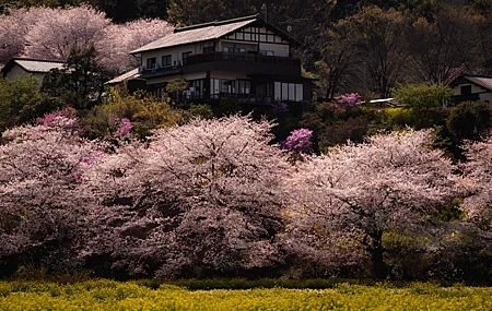 Free download Nature Trees House Plants Meadow Flowers Cherry Blossom Architecture 4K Wallpaper, Wallpaper(s) website provided.