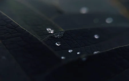 Free download Macro Water Drops Leaves Plants Dark 4K Wallpaper, Wallpaper(s) website provided.