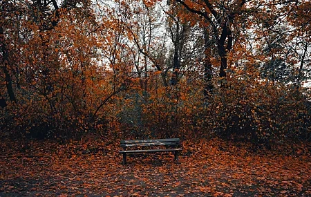 Free download bench autumn leaves forest wood nature landscape branches outdoor photography sunlight park trees 8K wallpaper, Wallpaper(s) website provided.