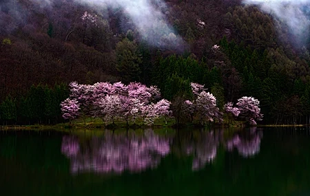 Free download Nature Landscape Trees Mountains Water Forest Cherry Blossoms Low Light Valley Lakes 4K Wallpaper, Wallpaper(s) website provided.