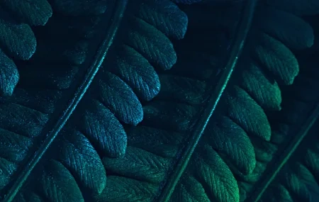 Free download abstract photography fern leaves plant dark leaves macro minimalism closeup nature closeup pattern 4K wallpaper, Wallpaper(s) website provided.