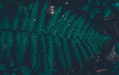 Free download Leaves Water Drops Water Rain Dark 4K Wallpaper, Wallpaper(s) website provided.