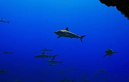 Free download Underwater shark fish school coral nature seawater animal blue 4K wallpaper, Wallpaper(s) website provided.