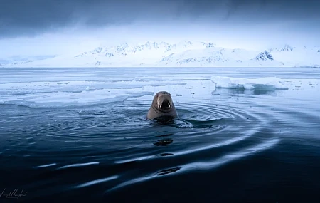 Free download Photography nature sky snow wave ice environment frost cloudy landscape winter cold seal depth of field walrus 4K wallpaper, Wallpaper(s) website provided.