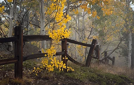Free download nature outdoor plants fence autumn tree branches leaves 4K wallpaper, Wallpaper(s) website provided.