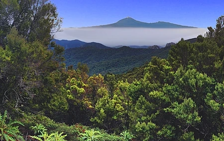 Free download nature forest trees landscape green sky leaves 4K wallpaper, Wallpaper(s) website provided.