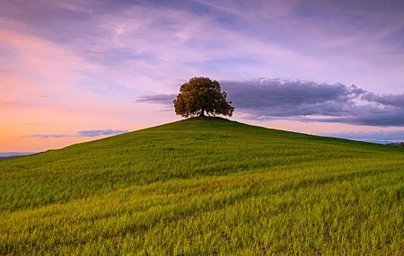 Free download Nature Landscape Trees Grass Field Clouds Sky Sunrise 4K Wallpaper, Wallpaper(s) website provided.