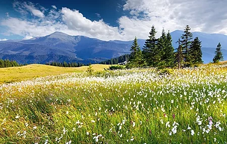 Free download Nature Landscape Sky Flowers Spring Field Trees Clouds Mountains 4K Wallpaper, Wallpaper(s) website provided.