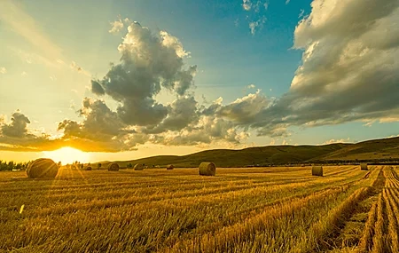 Free download Nature Scenery Autumn Harvest Wheat Field Sunset Sunshine 4K Wallpaper, Wallpaper(s) website provided.