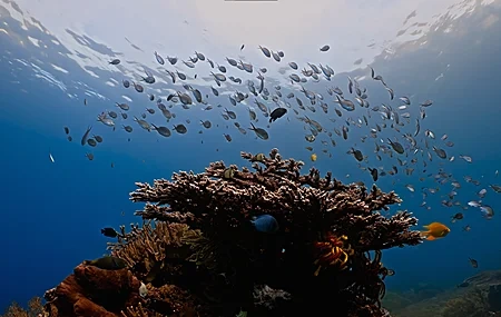 Free download Underwater Shark Fish School Coral Nature Water Surface Animals 4K Wallpaper, Wallpaper(s) website provided.